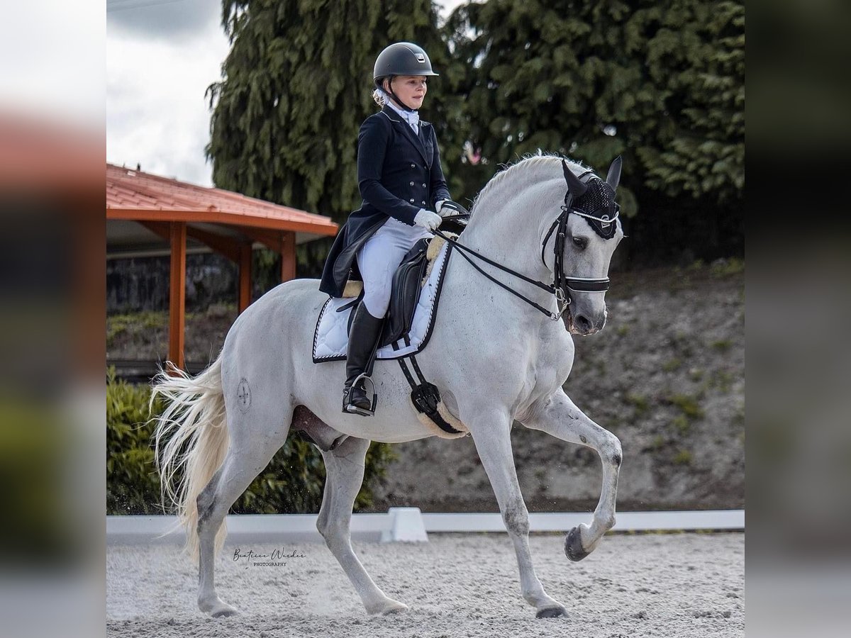 Lusitanien Étalon 16 Ans 161 cm Gris in Rio Maior