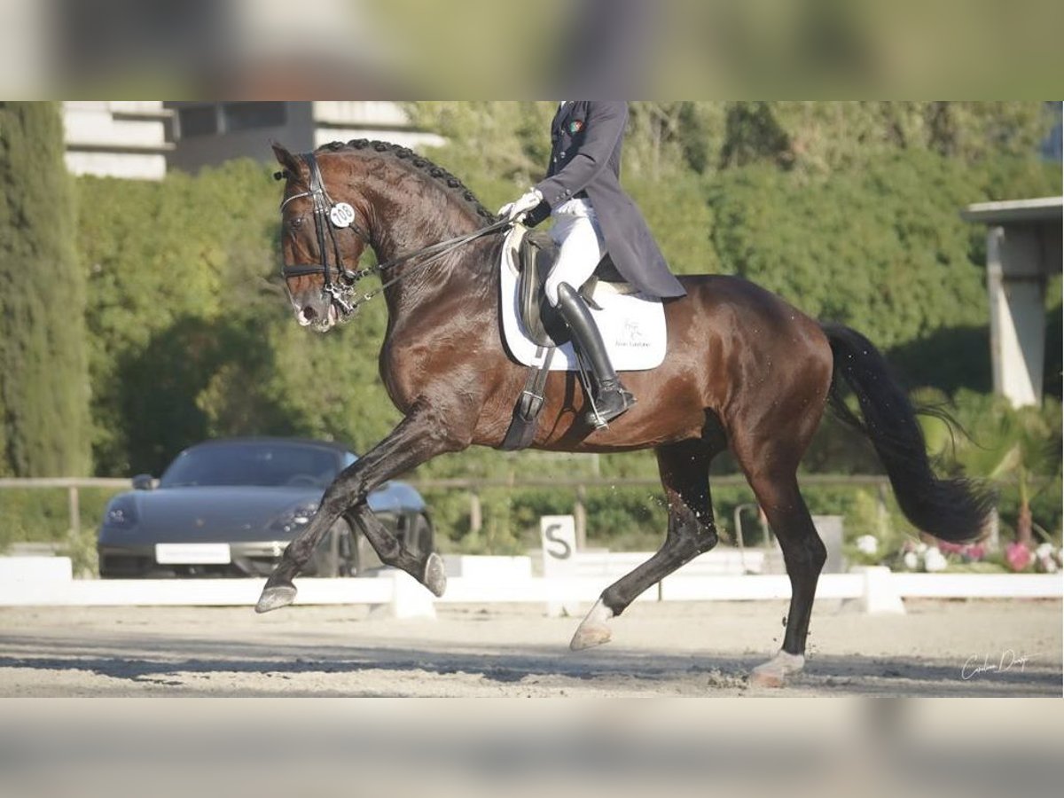 Lusitanien Étalon 17 Ans 170 cm Bai cerise in NAVAS DEL MADRONO