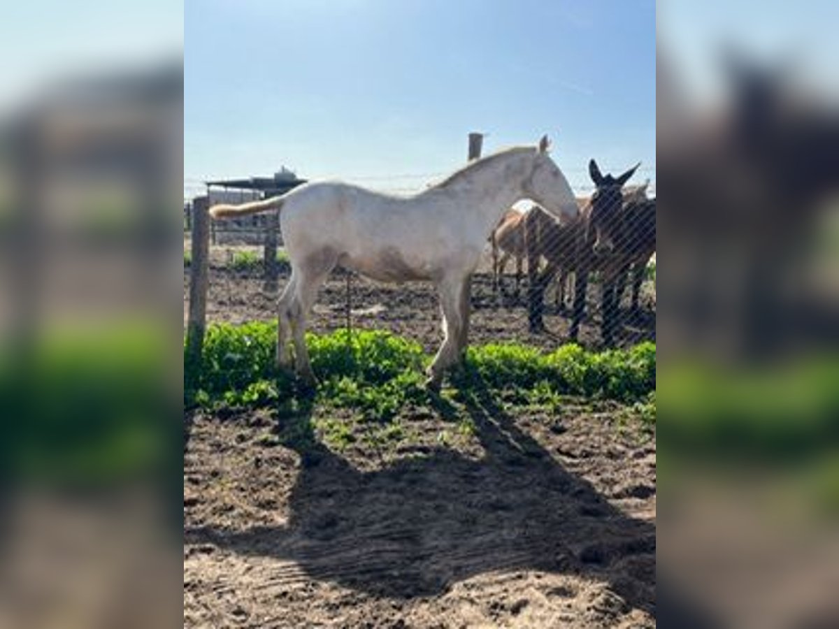 Lusitanien Étalon 1 Année 150 cm Blanc in Pilas