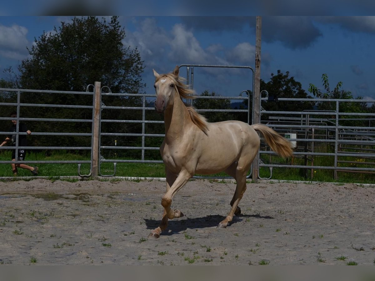 Lusitanien Croisé Étalon 1 Année 160 cm Perle in HarthausenHarthausen