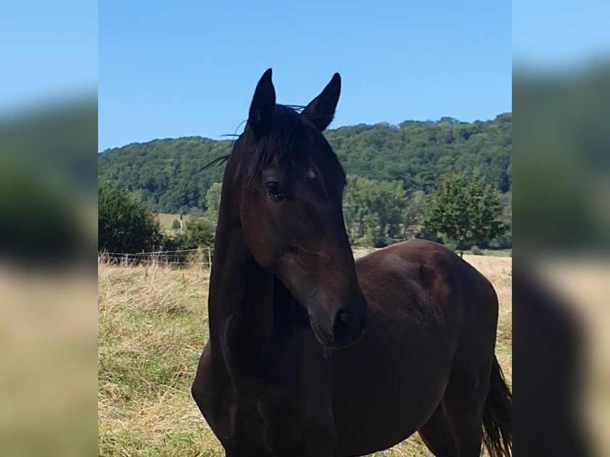 Lusitanien Étalon 1 Année 165 cm Bai brun foncé in Lahntal