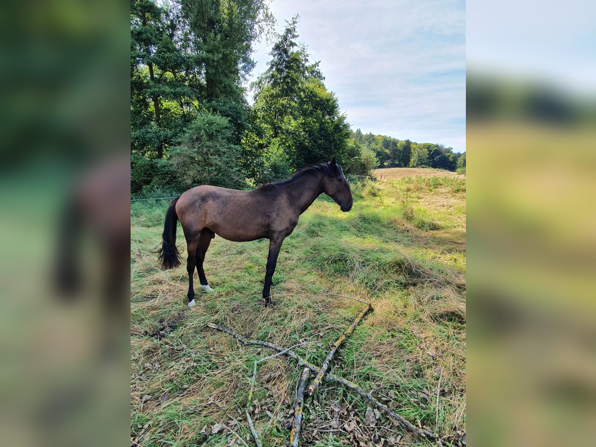 Lusitanien Étalon 1 Année 165 cm Bai brun foncé in Lahntal