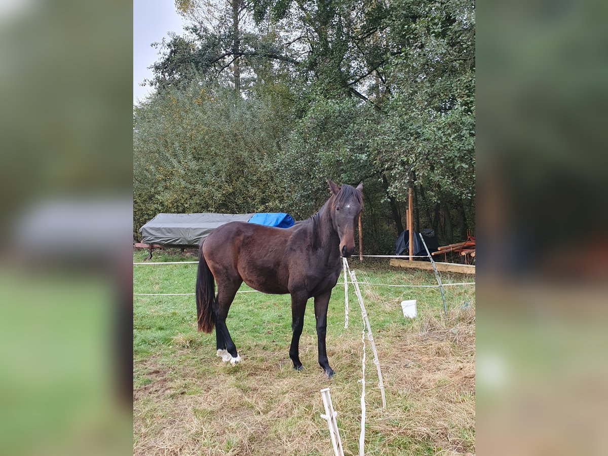 Lusitanien Étalon 1 Année 165 cm Bai brun foncé in Lahntal