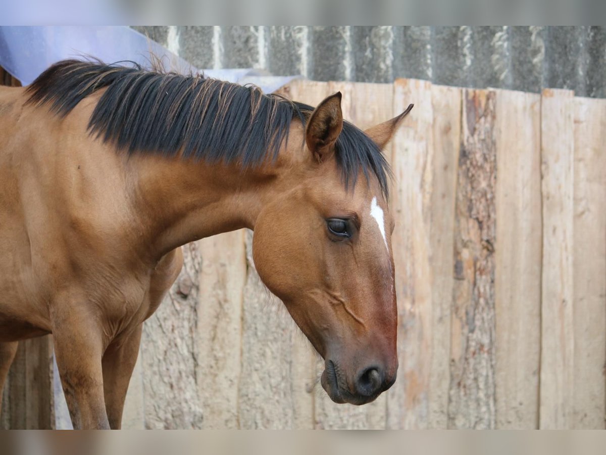 Lusitanien Étalon 1 Année 165 cm Buckskin in Postfeld