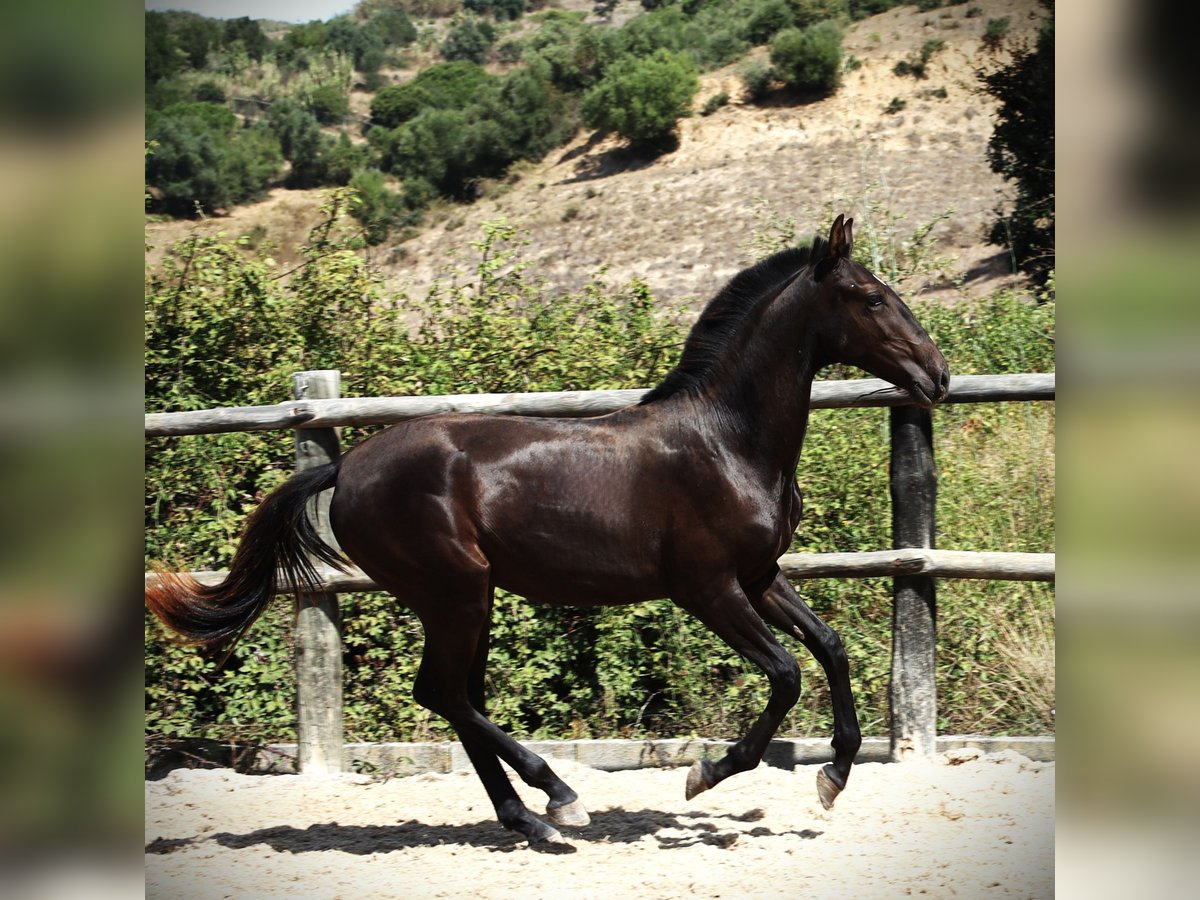 Lusitanien Étalon 1 Année 165 cm Noir in Ribamar