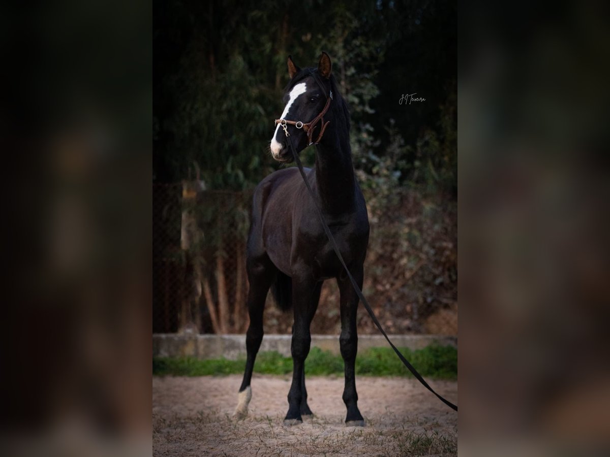 Lusitanien Croisé Étalon 1 Année 170 cm Noir in Rio Maior