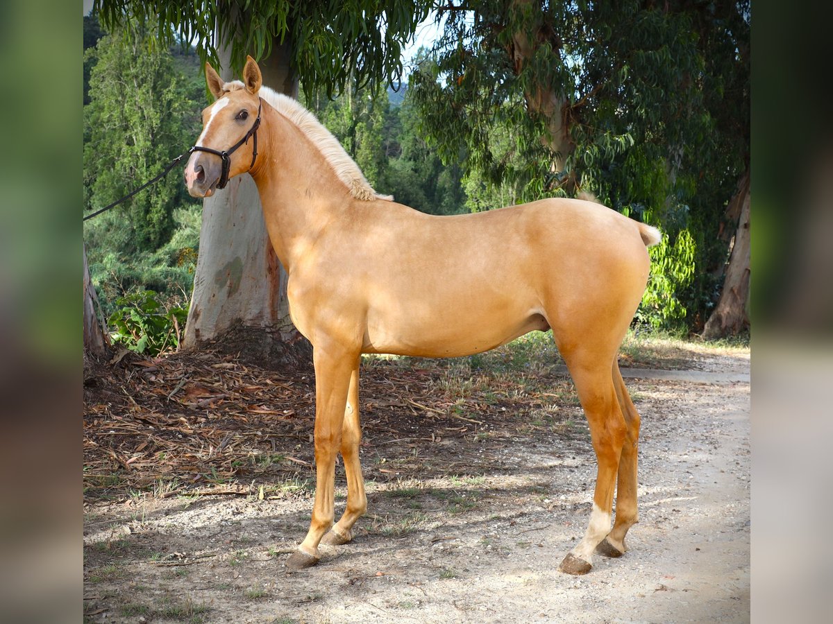 Lusitanien Étalon 1 Année 170 cm Palomino in Ribamar