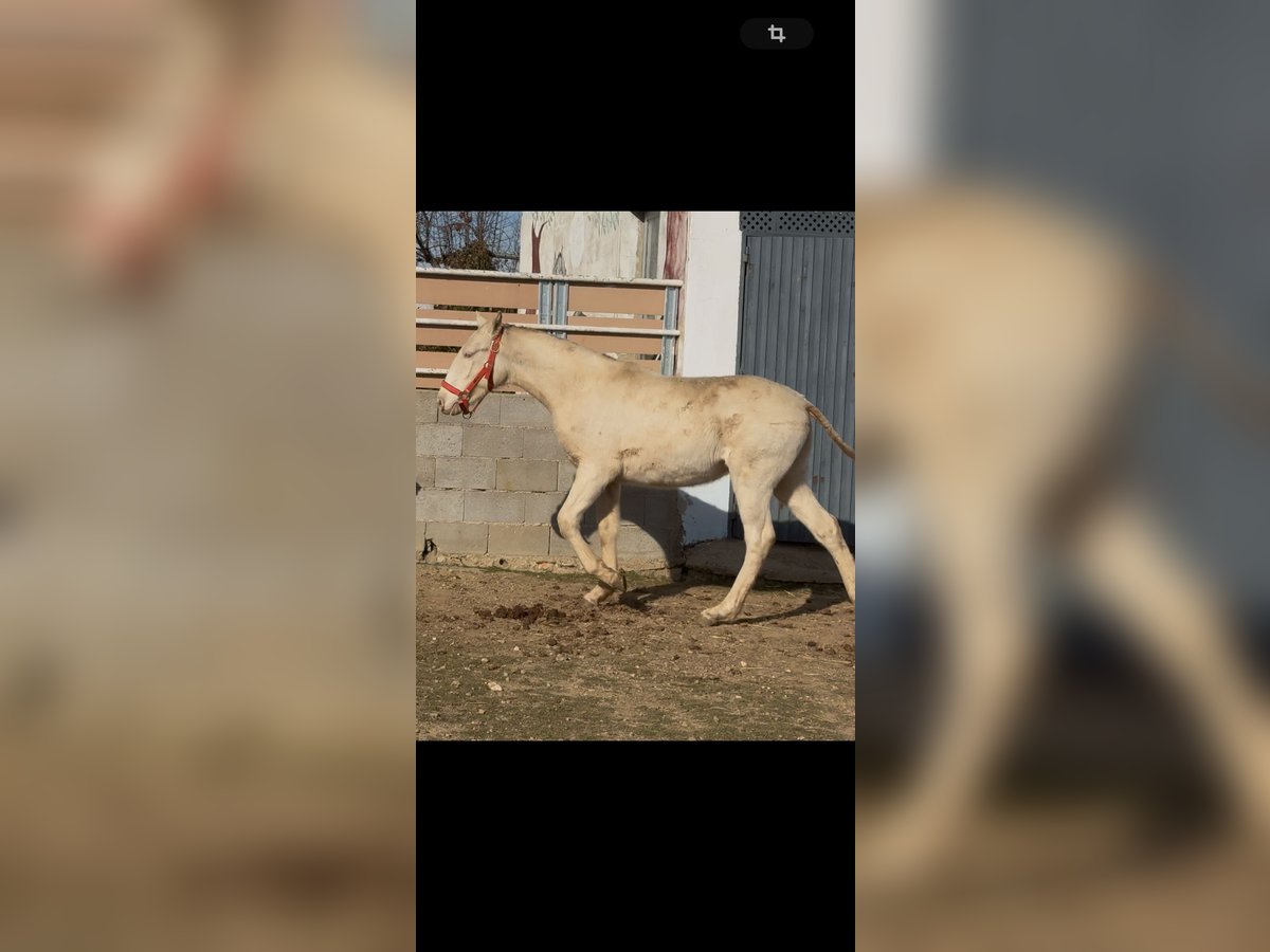 Lusitanien Étalon 1 Année Cremello in Torreorgaz