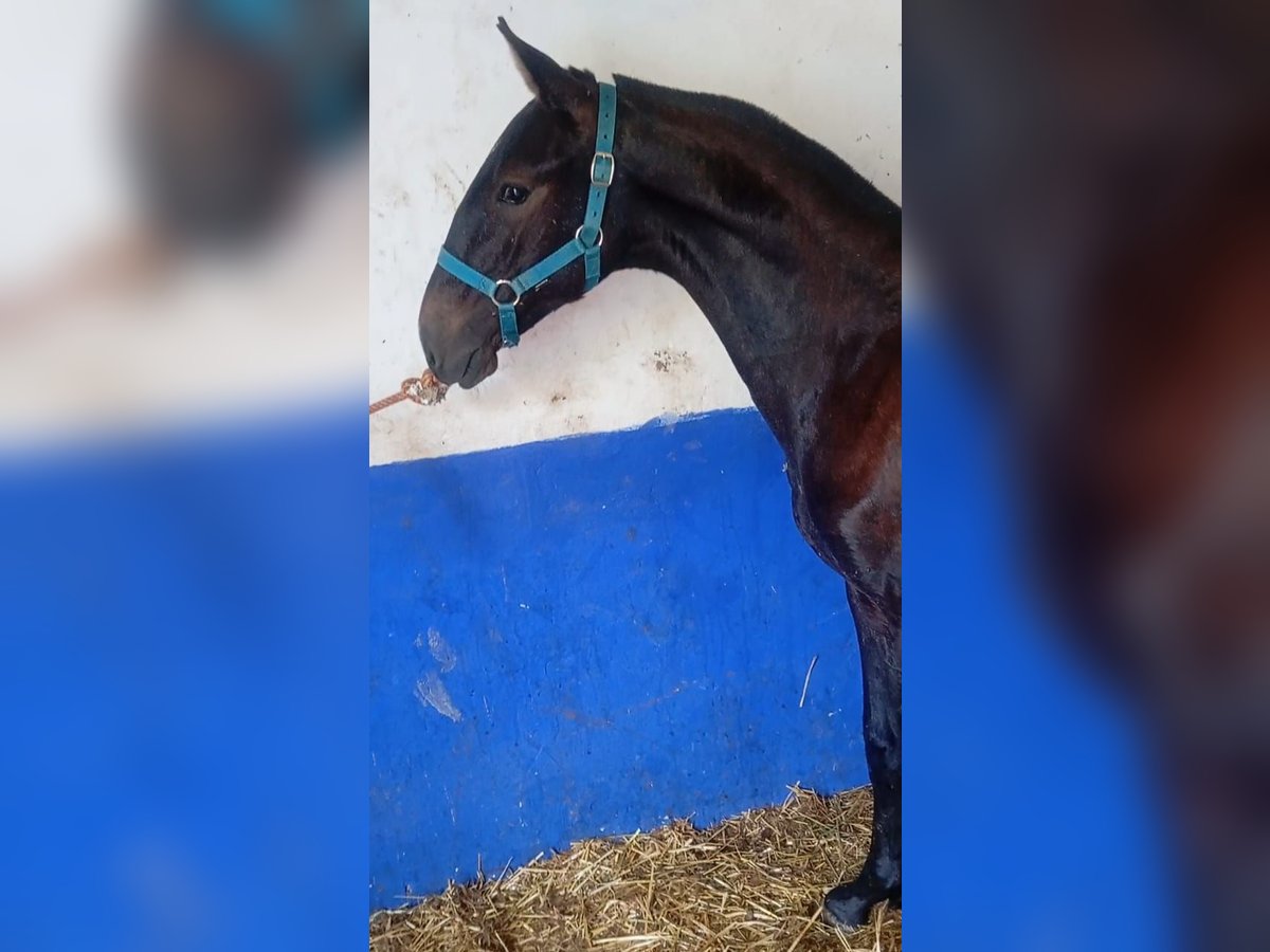 Lusitanien Étalon 1 Année Gris in Las Pi&#xF1;as