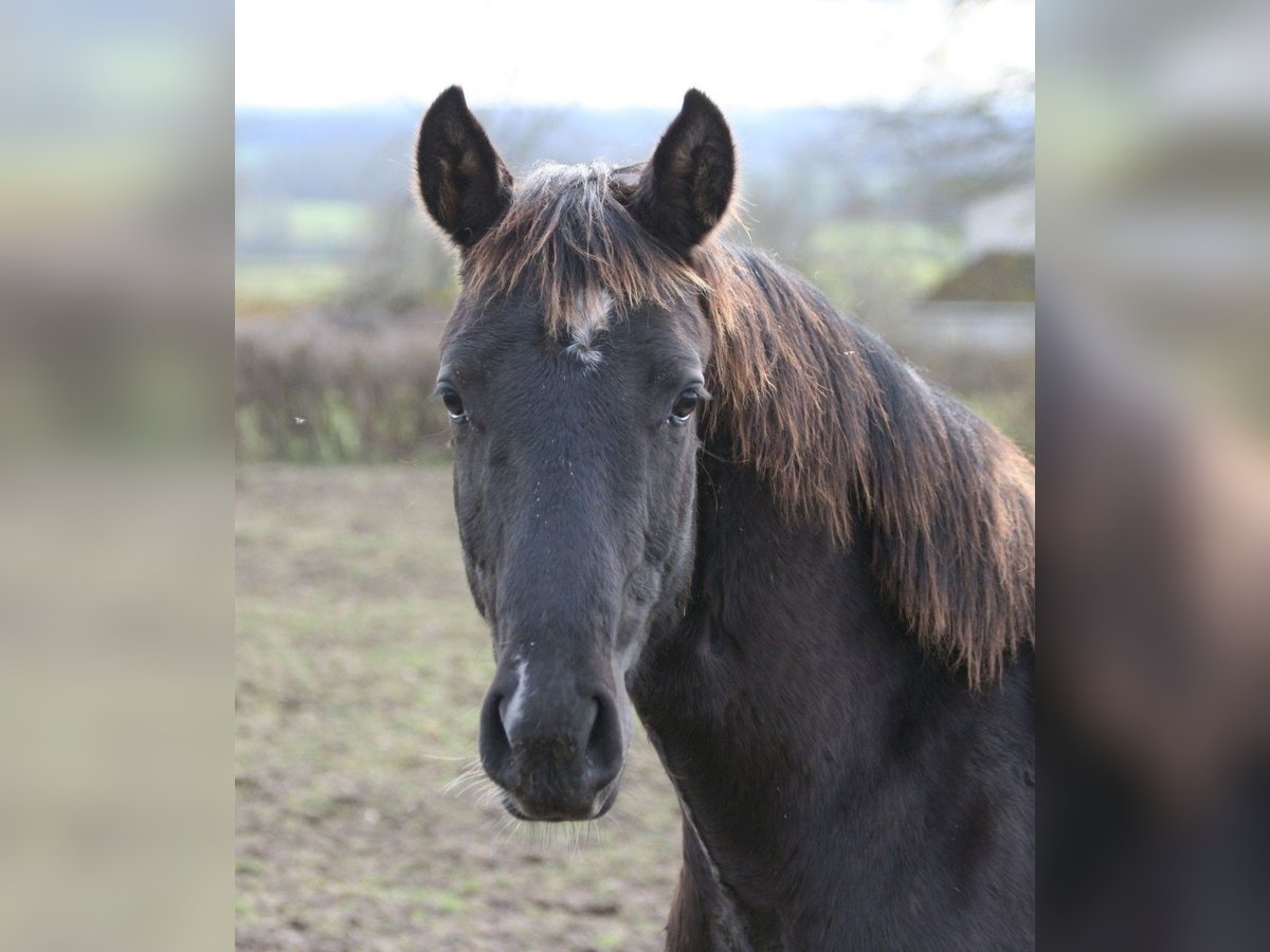 Lusitanien Étalon 1 Année Léopard in Saligny sur Roudon