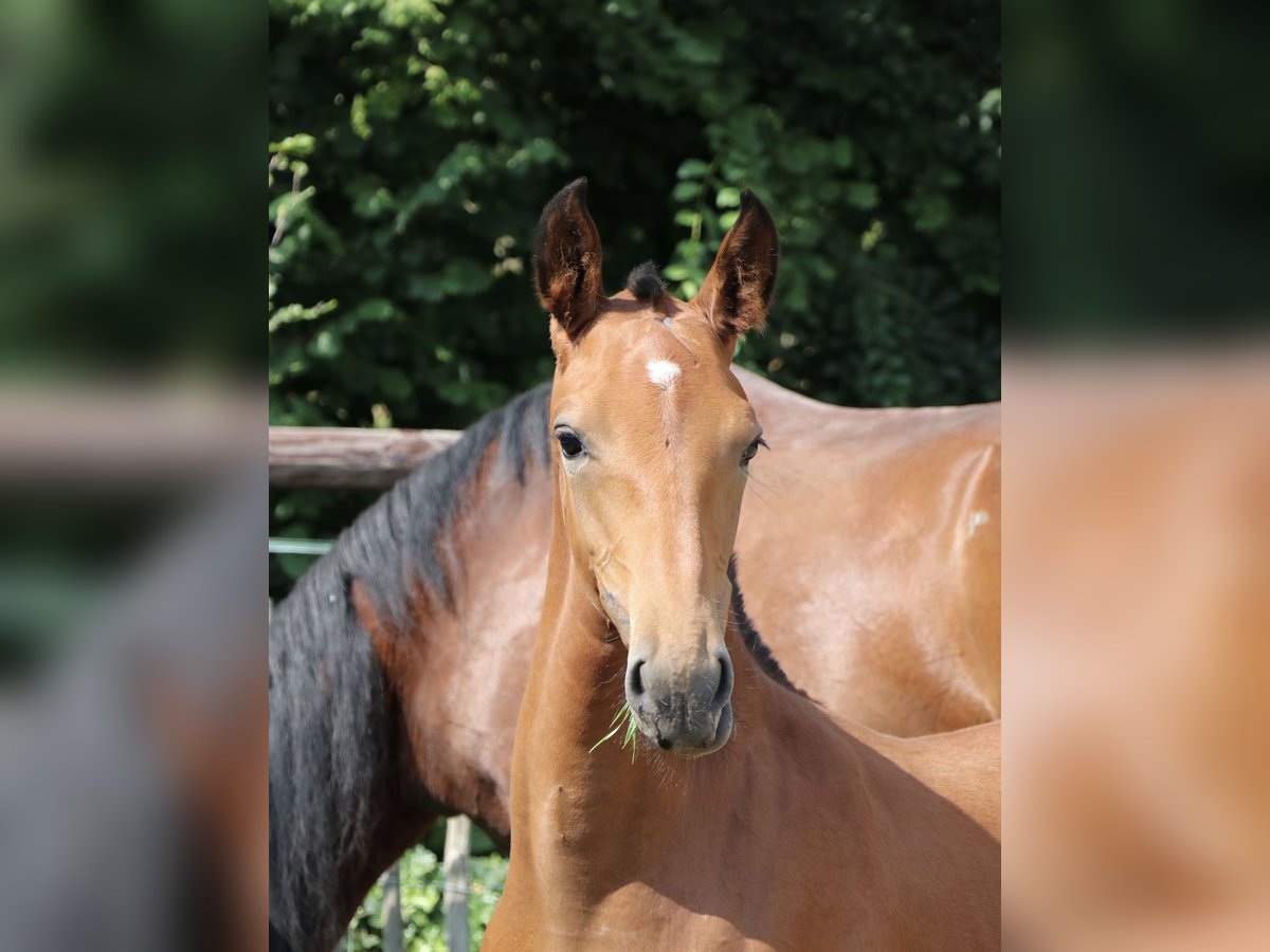 Lusitanien Étalon 1 Année Perle in Neerloon