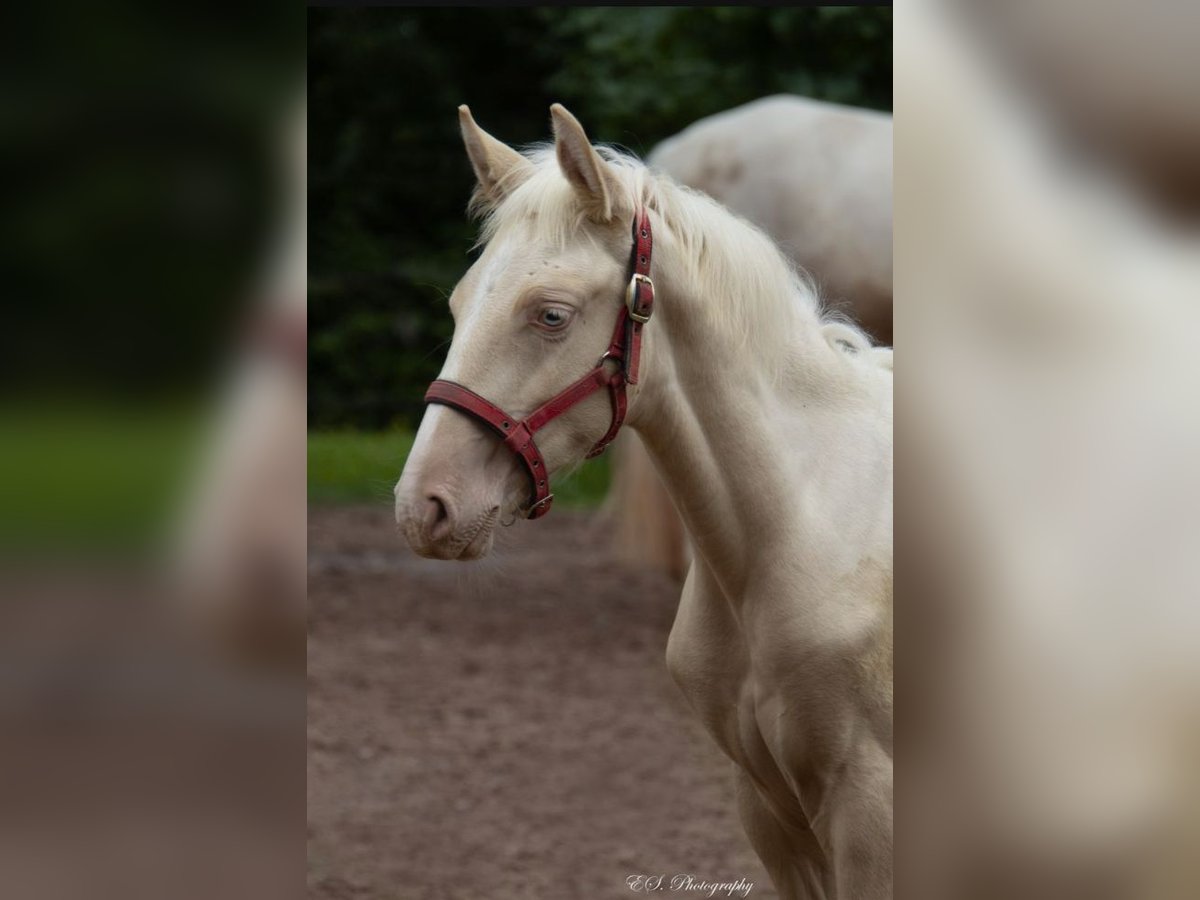 Lusitanien Étalon 1 Année Perle in Wöllstein