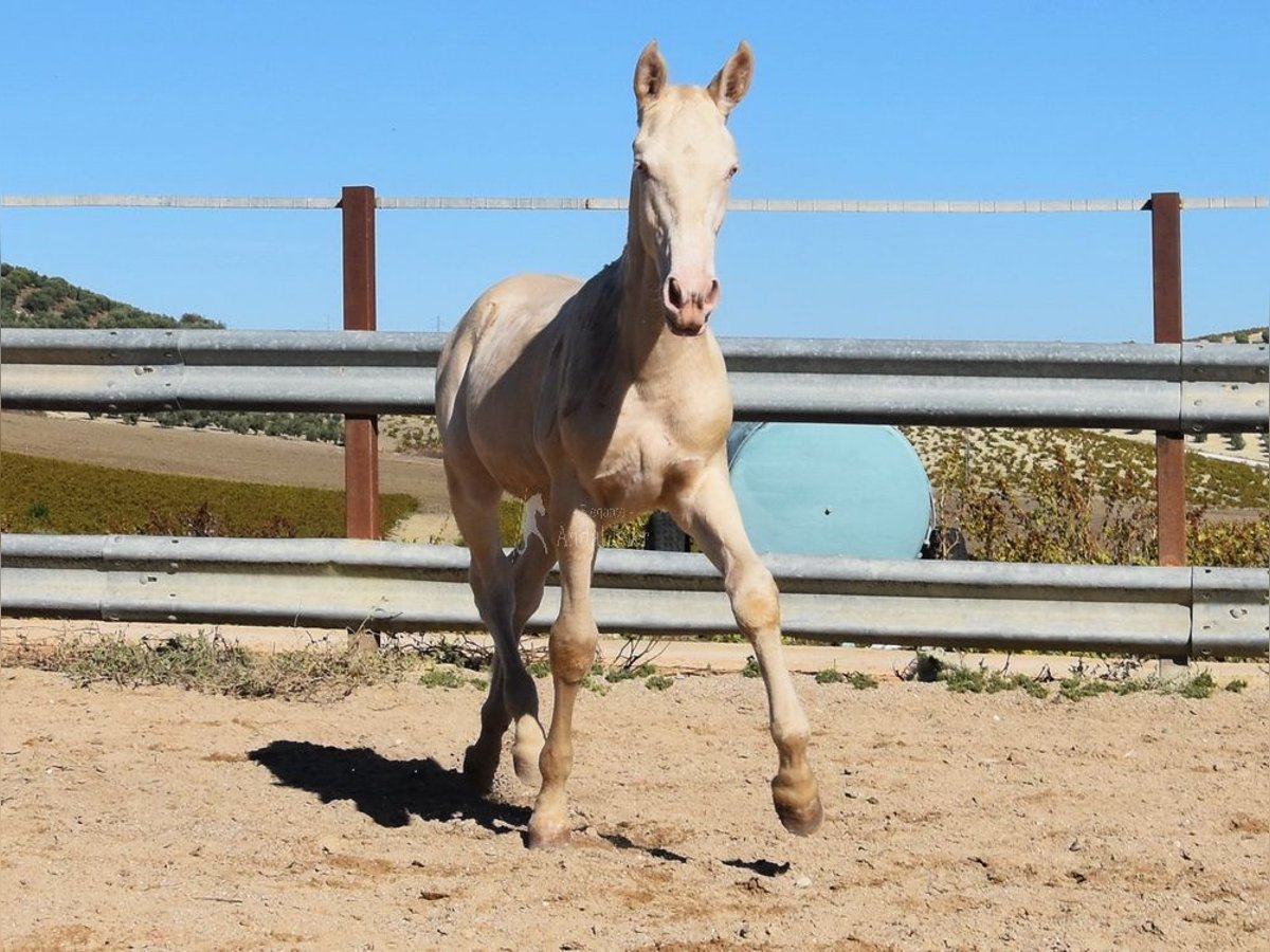 Lusitanien Étalon 1 Année Perlino in Provinz Cordoba