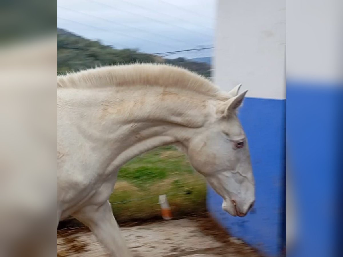 Lusitanien Étalon 2 Ans 155 cm Perlino in Facinas