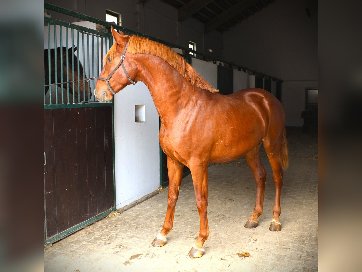 Lusitanien Étalon 2 Ans 159 cm Alezan in Ribamar