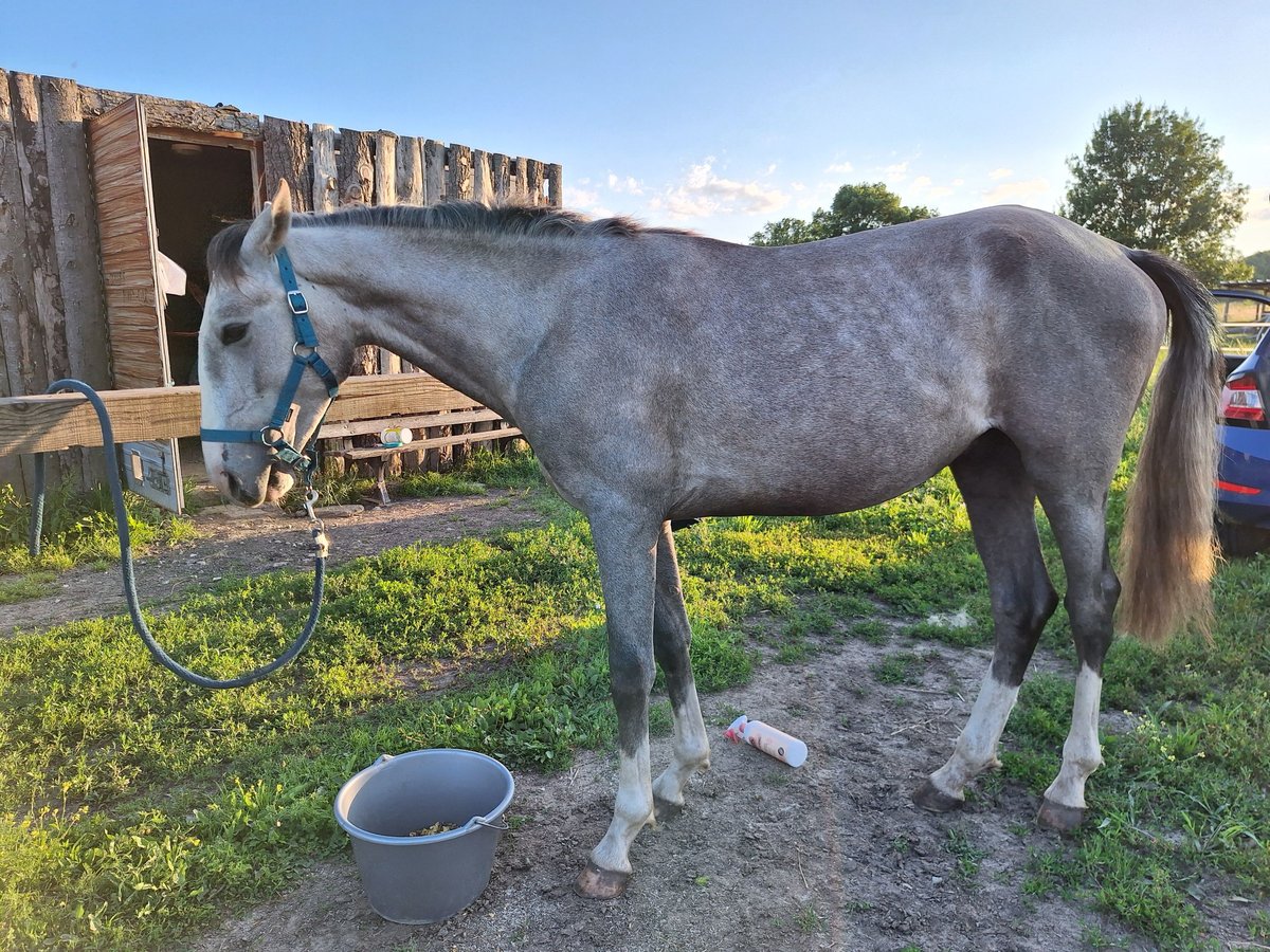 Lusitanien Étalon 2 Ans 160 cm Gris in Alès