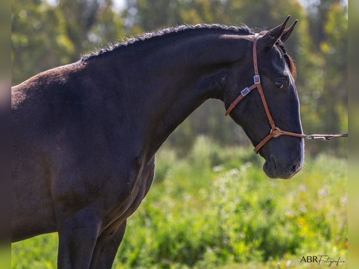 Lusitanien Étalon 2 Ans 160 cm Noir in Caldas da Rainha