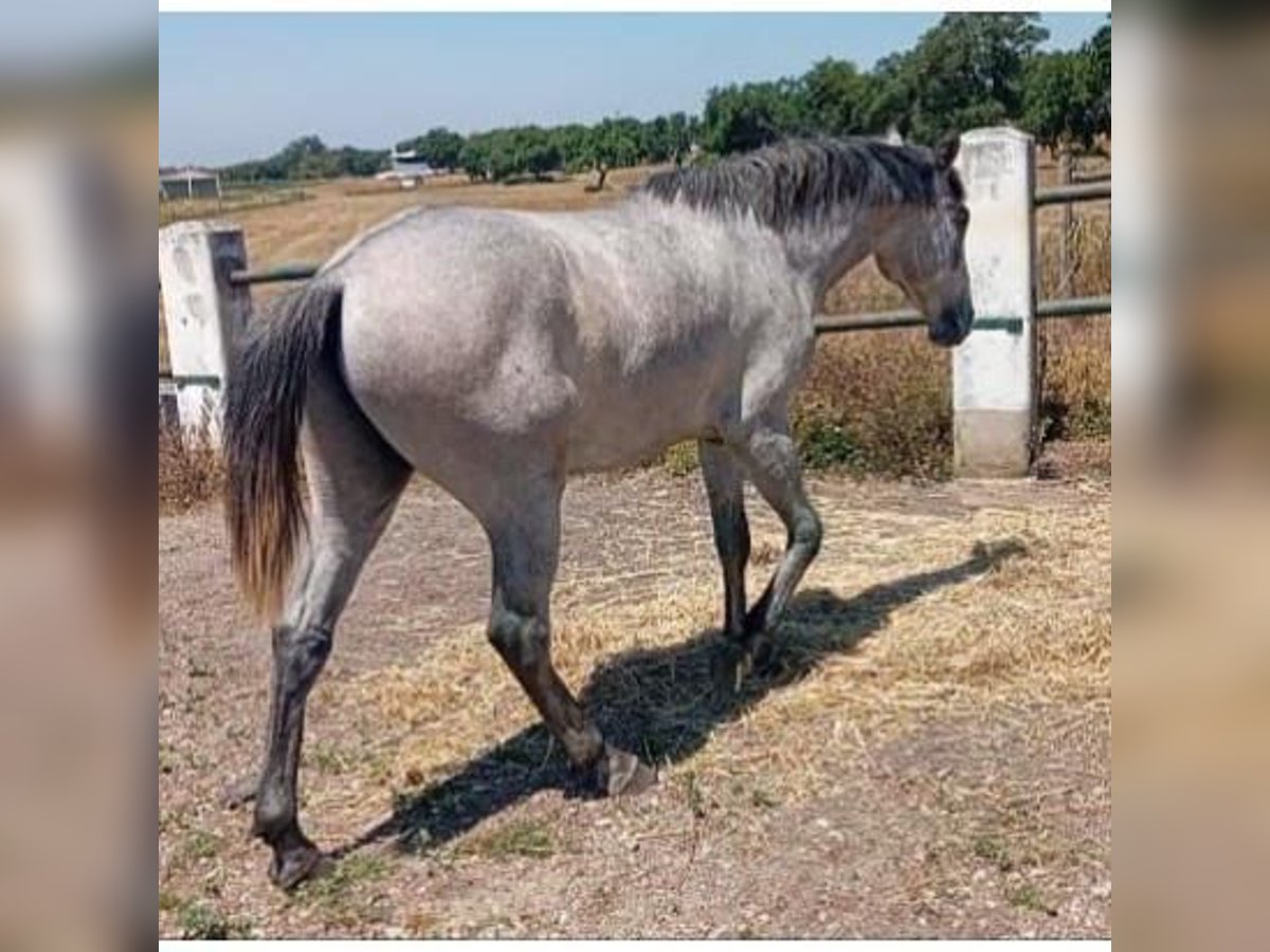 Lusitanien Étalon 2 Ans 161 cm Gris in Las Piñas