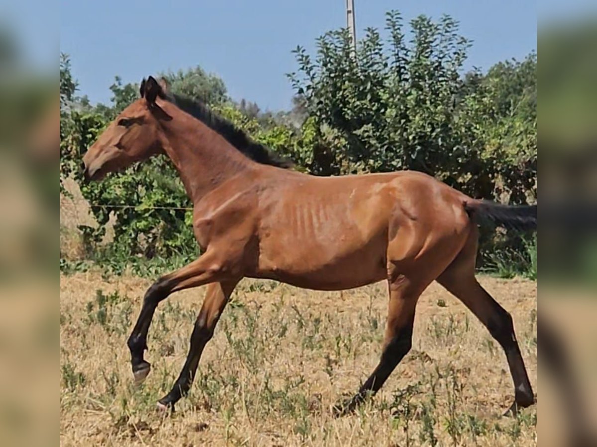 Lusitanien Étalon 2 Ans 165 cm Alezan in Pera