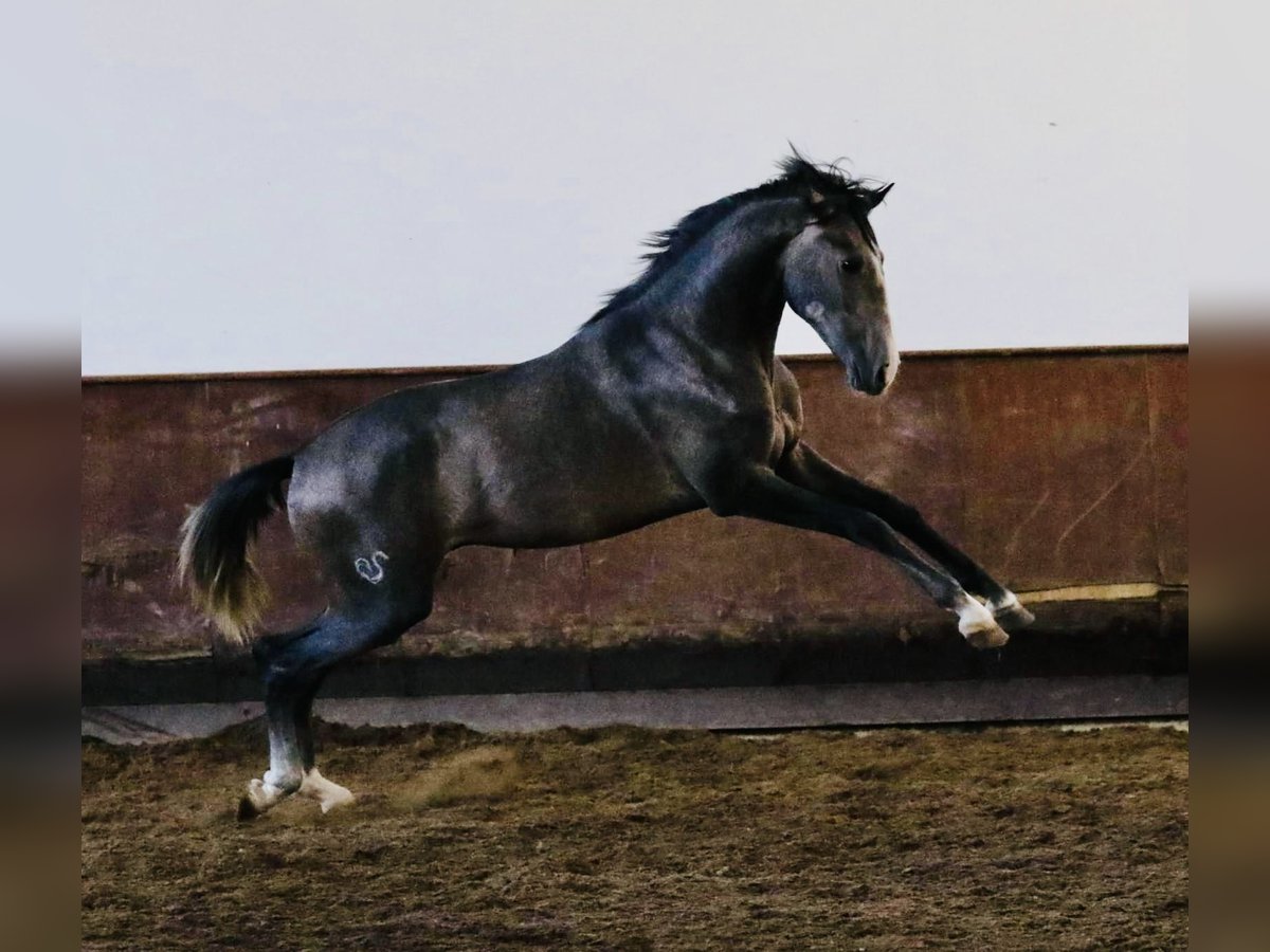 Lusitanien Étalon 3 Ans 156 cm Gris in Salvaterra de Magos