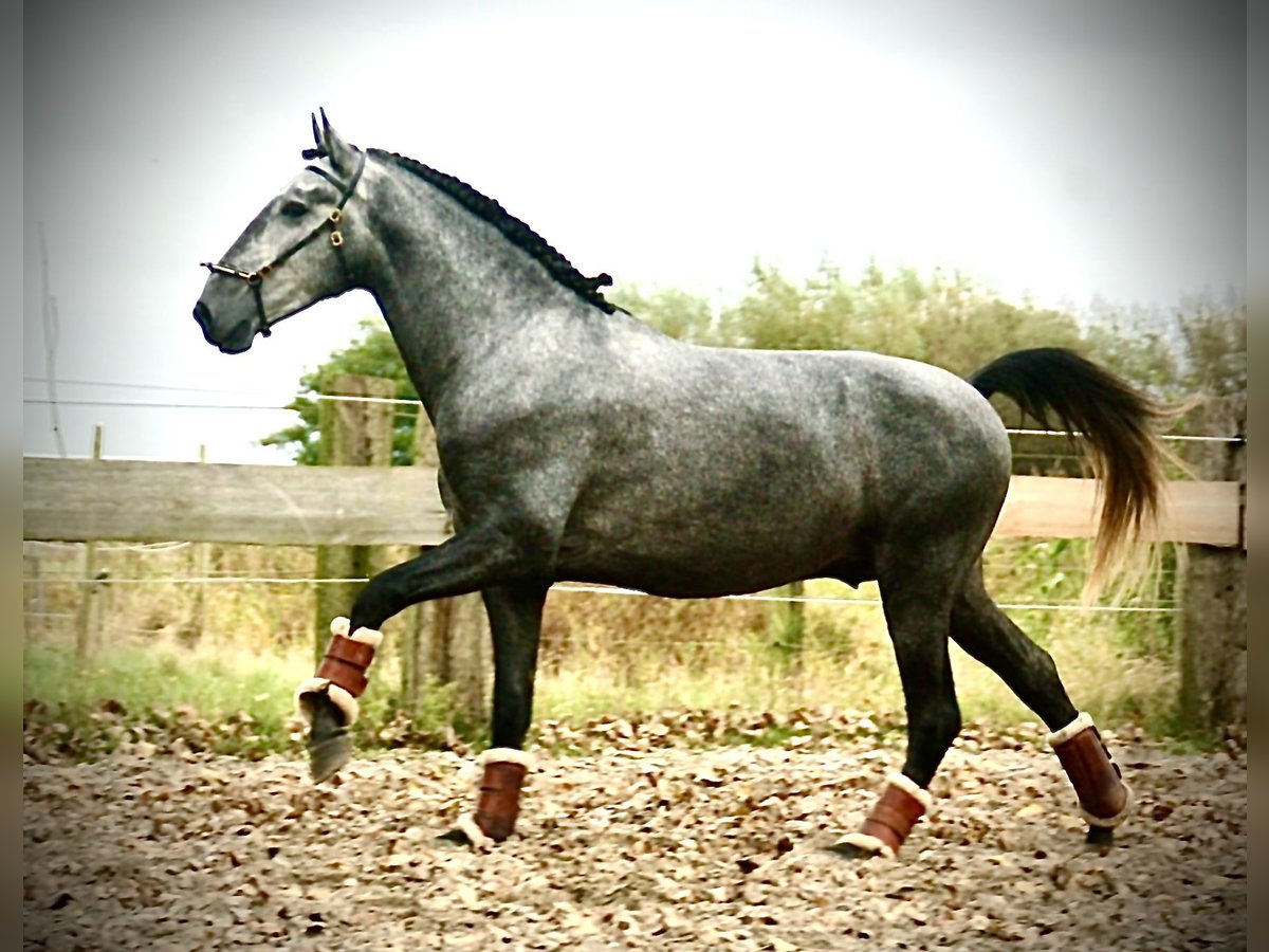 Lusitanien Étalon 3 Ans 156 cm Gris in Bredene