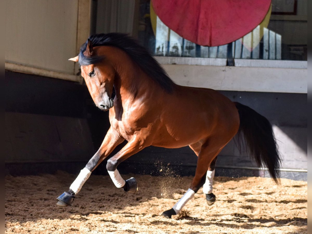 Lusitanien Étalon 3 Ans 158 cm Bai cerise in Carregado, Lisboa