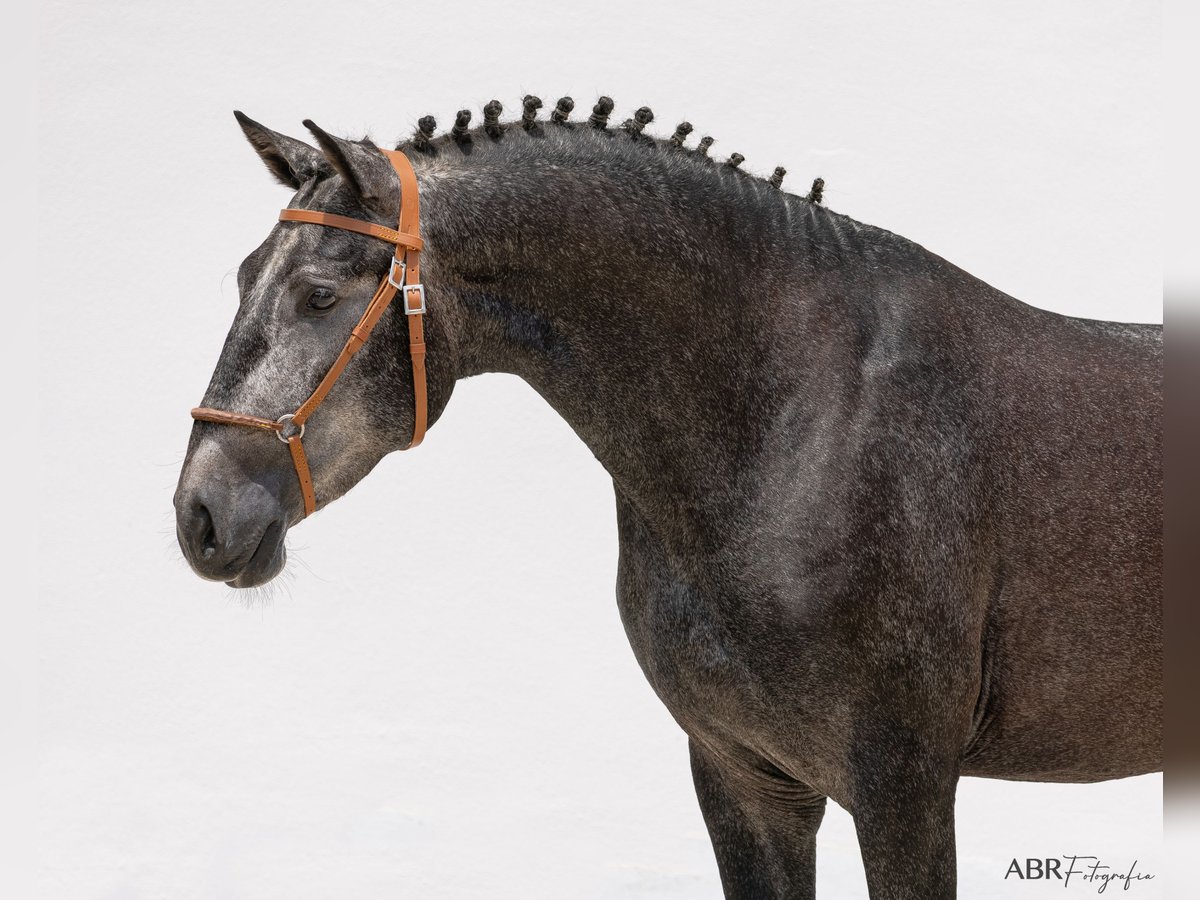 Lusitanien Étalon 3 Ans 158 cm Gris noir in Vale do Pau Queimado