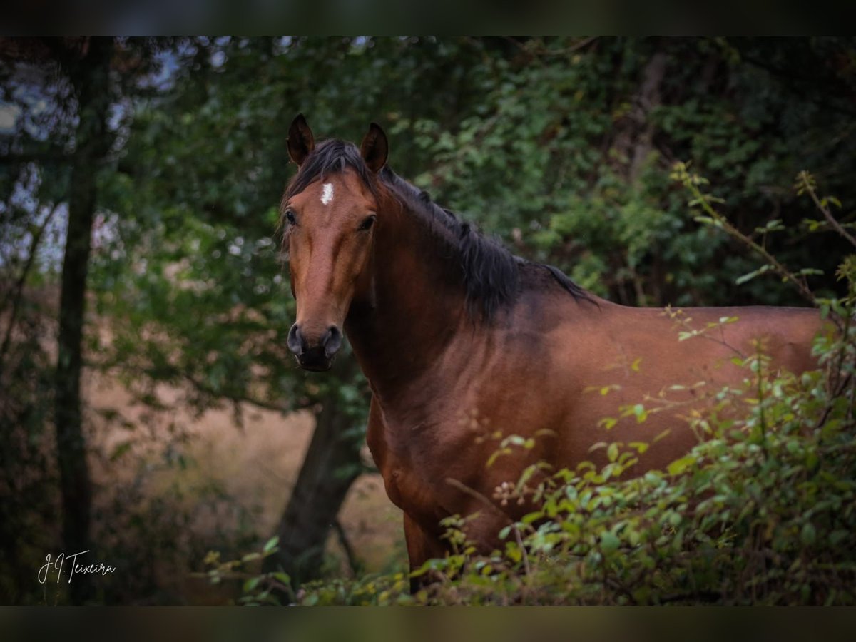 Lusitanien Étalon 3 Ans 159 cm Bai in Rio Maior