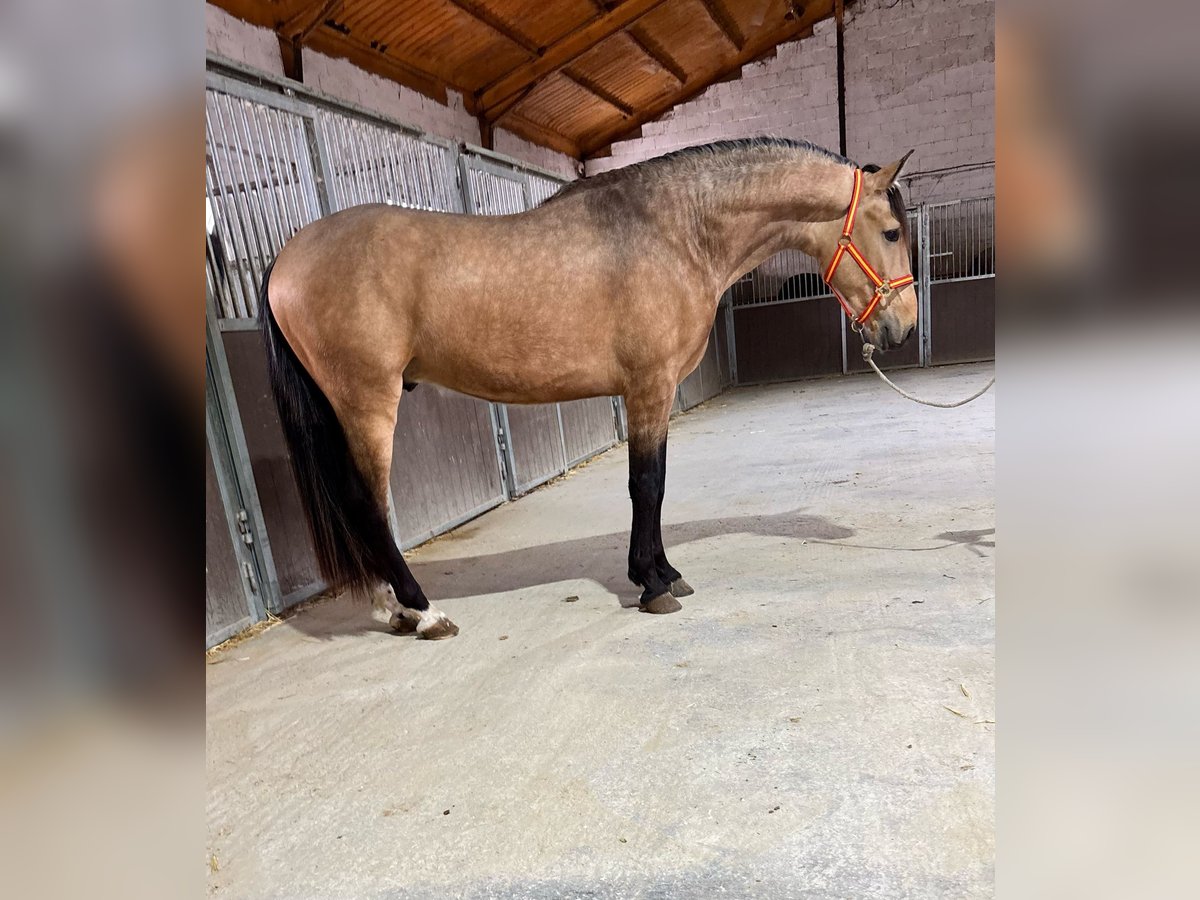 Lusitanien Étalon 3 Ans 159 cm Buckskin in Martfeld