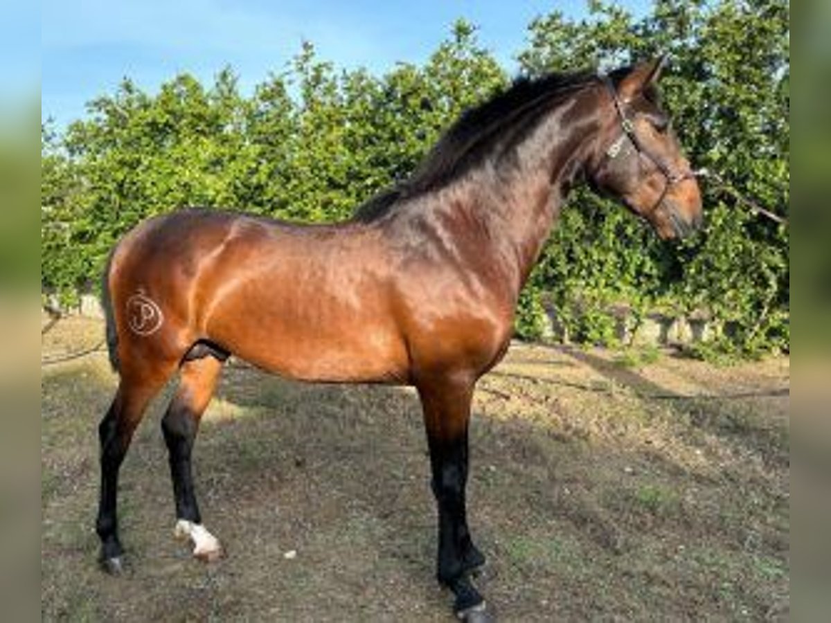 Lusitanien Croisé Étalon 3 Ans 160 cm Bai cerise in PORTUGAL