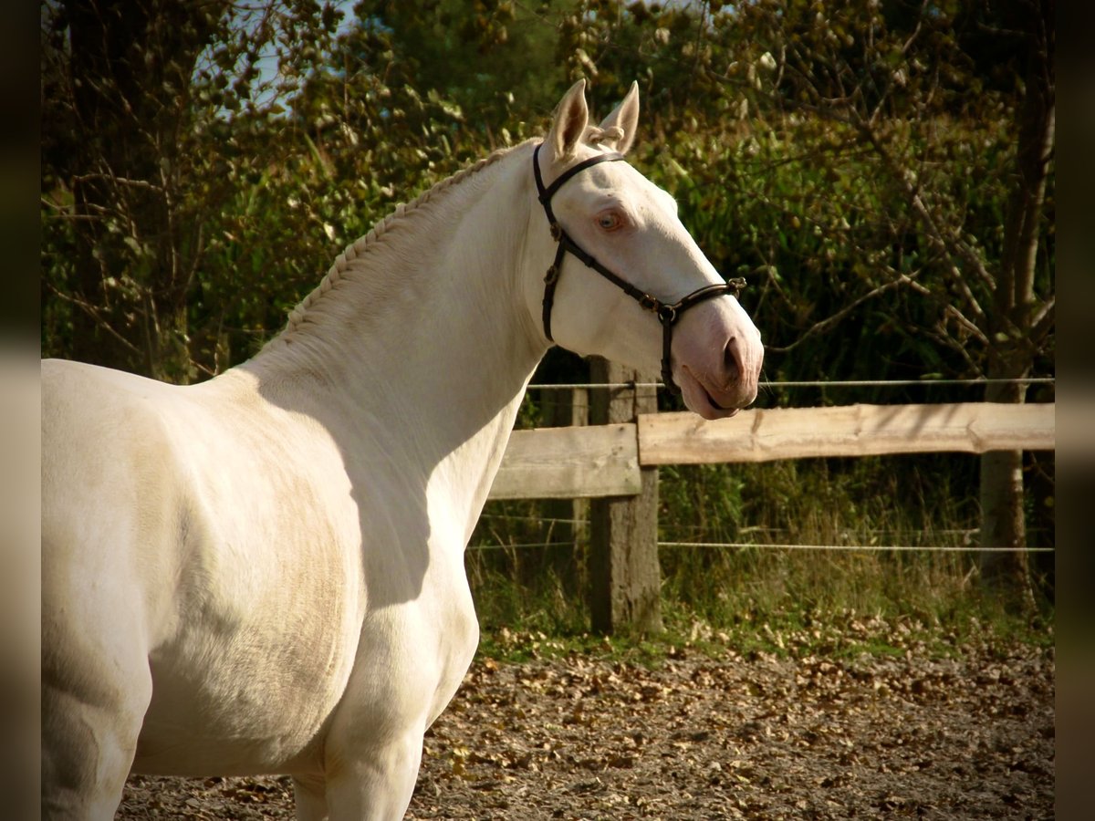 Lusitanien Étalon 3 Ans 160 cm Cremello in Bredene