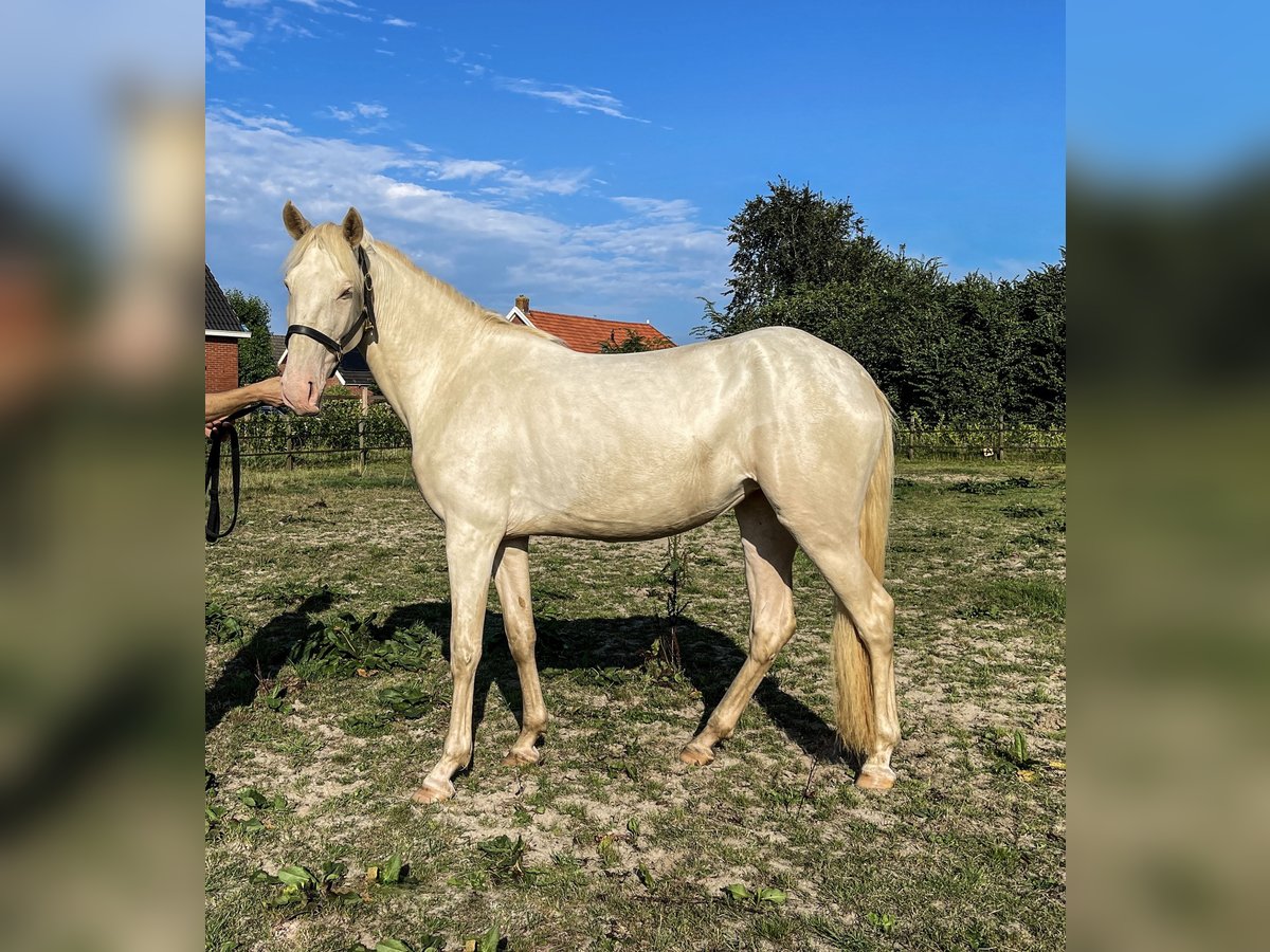 Lusitanien Étalon 3 Ans 160 cm Perlino in Woldendorp