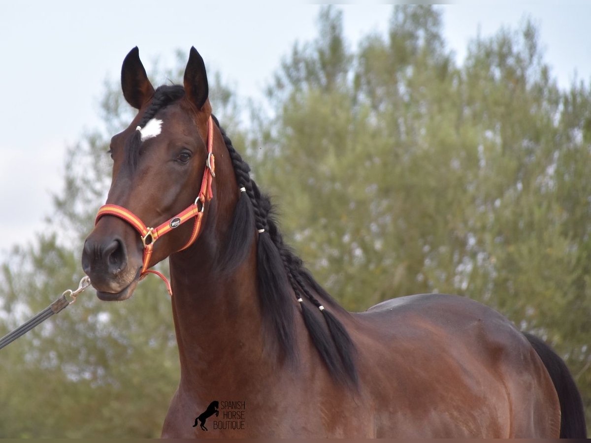 Lusitanien Étalon 3 Ans 161 cm Bai in Mallorca