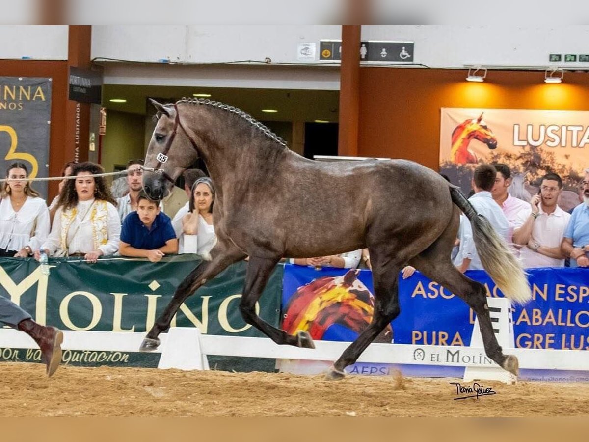 Lusitanien Étalon 3 Ans 161 cm Gris (bai-dun) in Huelca