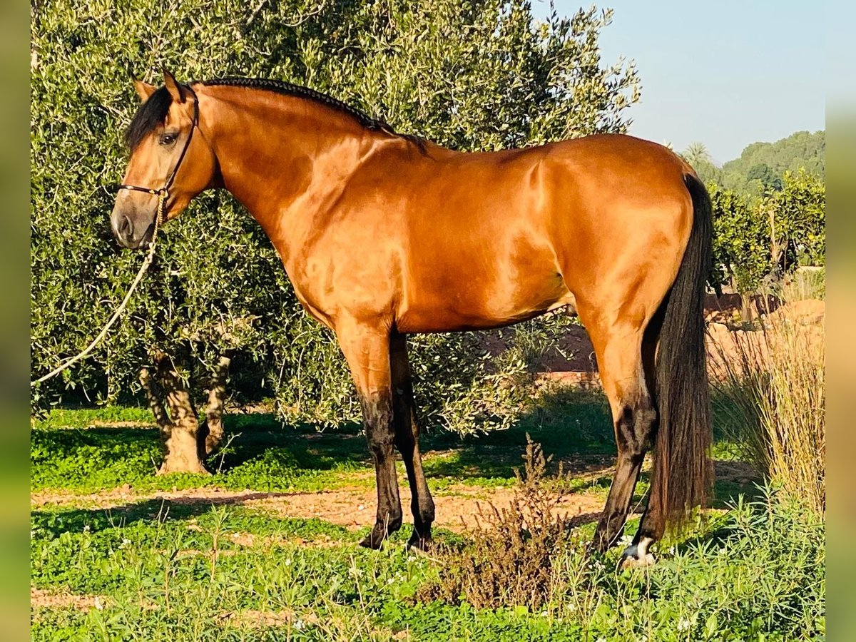 Lusitanien Étalon 3 Ans 162 cm Buckskin in Martfeld