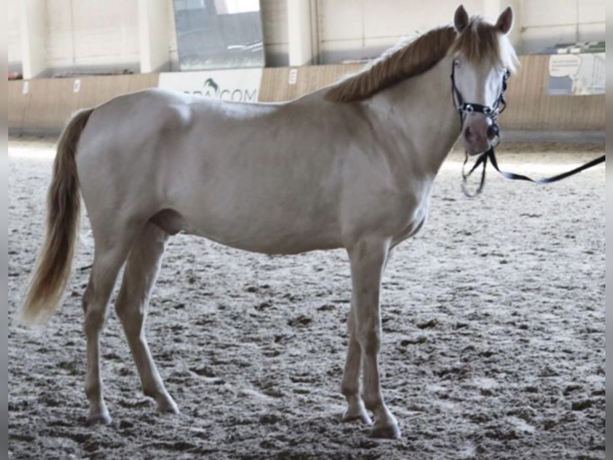 Lusitanien Étalon 3 Ans 162 cm Cremello in Fürsteneck