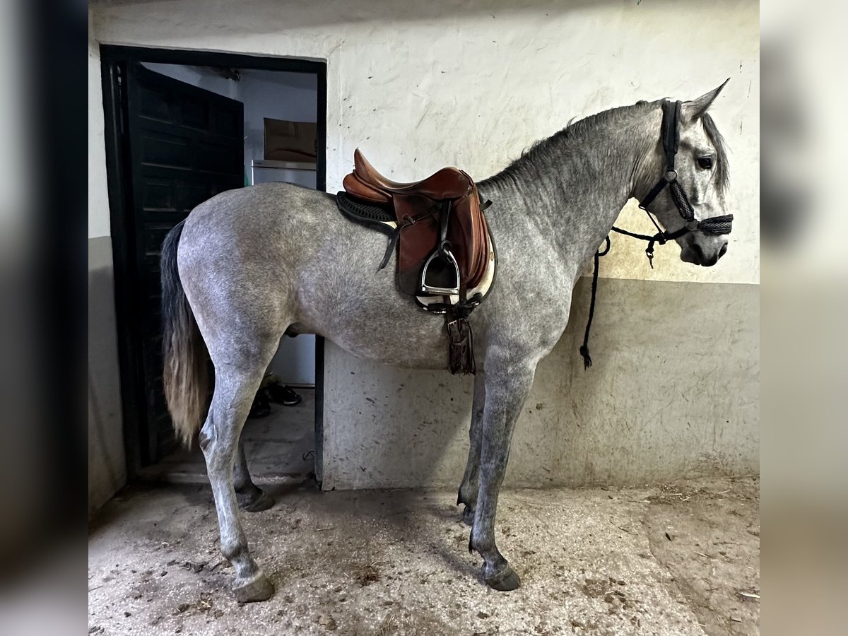 Lusitanien Étalon 3 Ans 162 cm Gris in Las Pi&#xF1;as