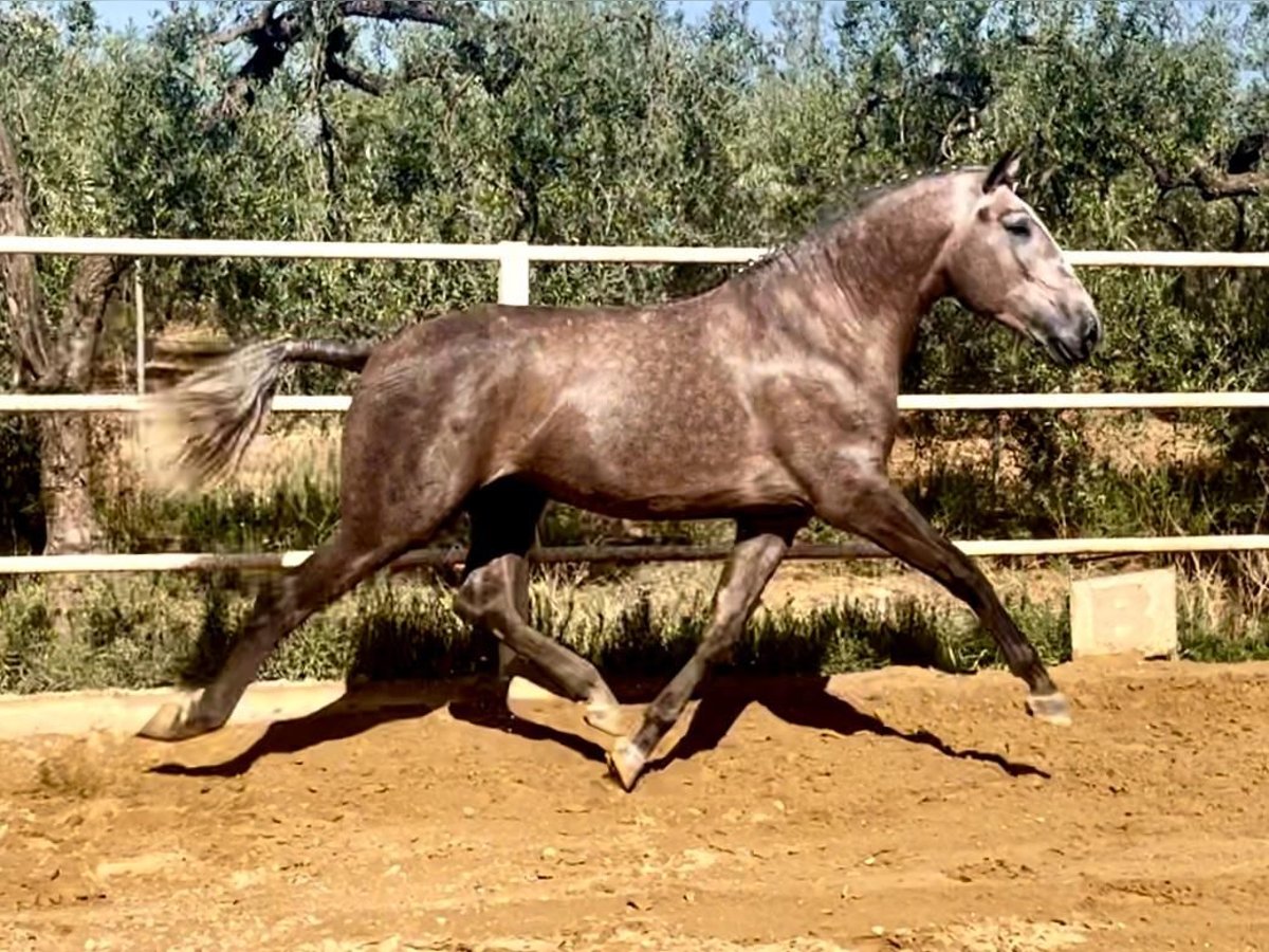 Lusitanien Étalon 3 Ans 162 cm Gris in Cartaya