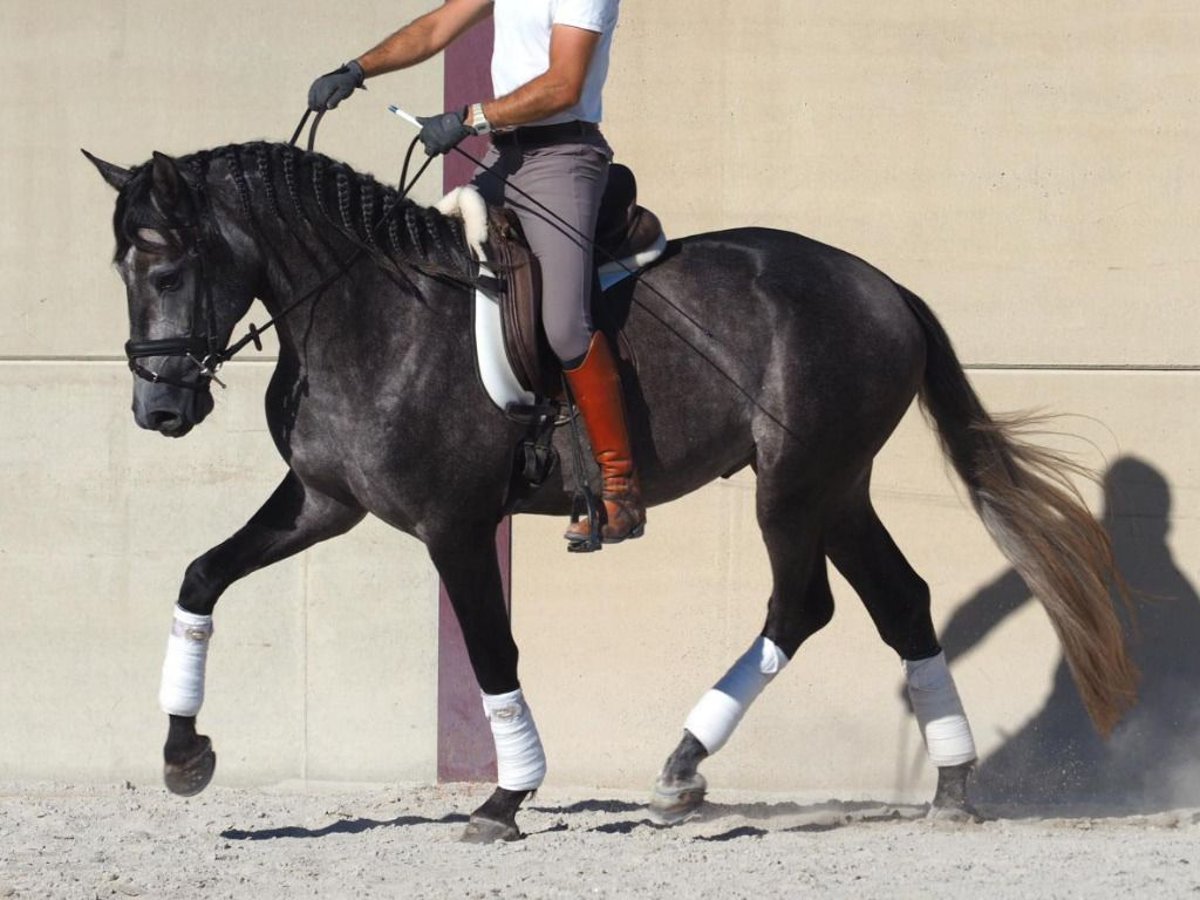 Lusitanien Étalon 3 Ans 163 cm Gris in Navas Del Madroño