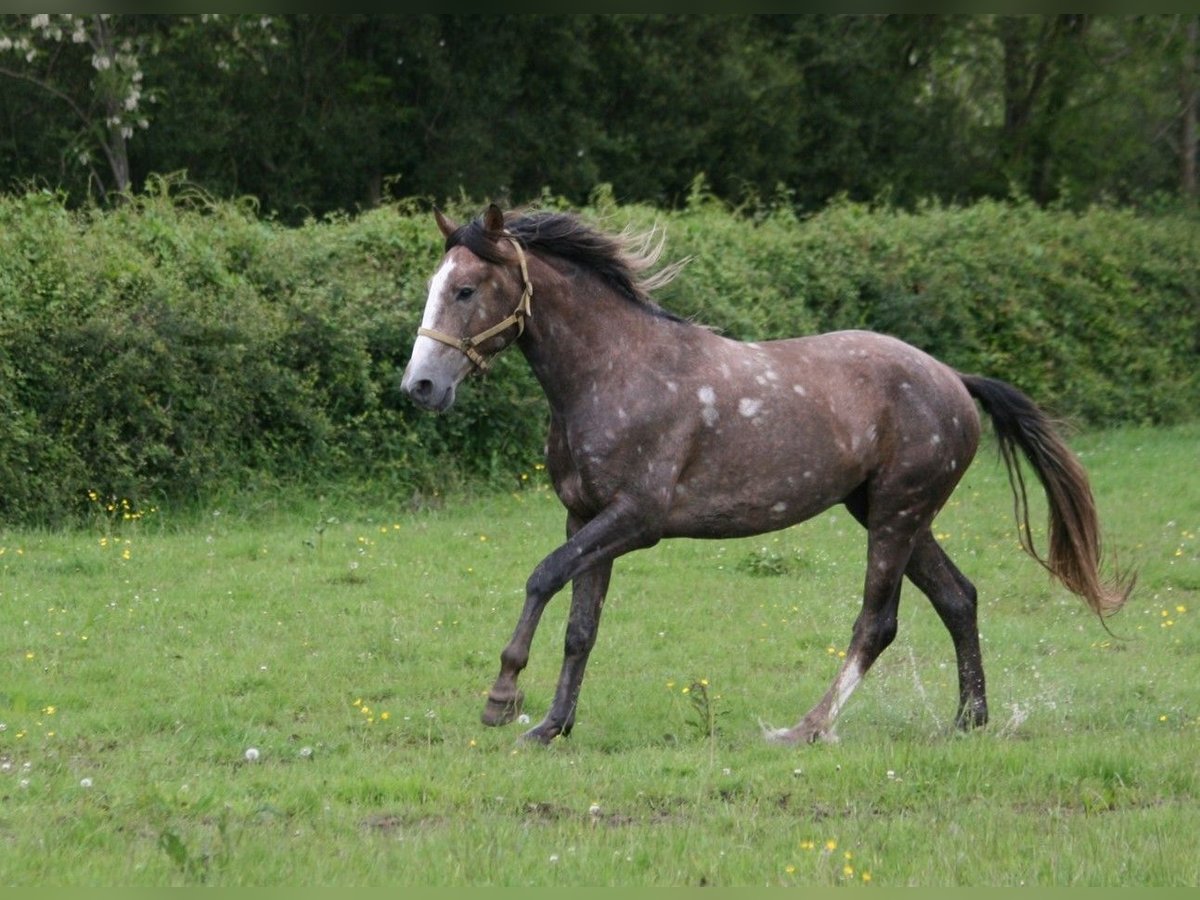 Lusitanien Étalon 3 Ans 164 cm Alezan in Saligny-sur-Roudon