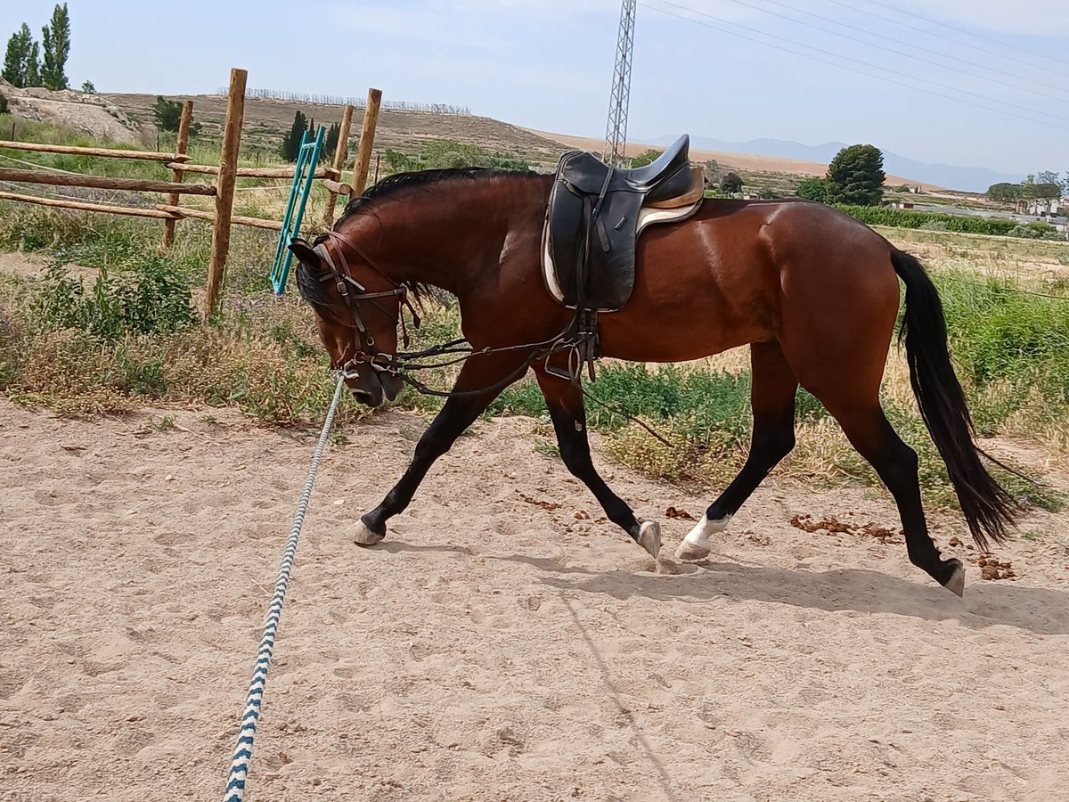 Lusitanien Étalon 3 Ans 166 cm Bai cerise in Epila