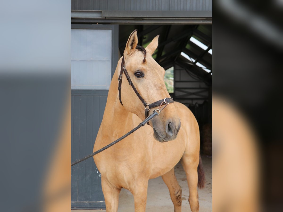 Lusitanien Étalon 3 Ans 166 cm Isabelle in Rio Maior