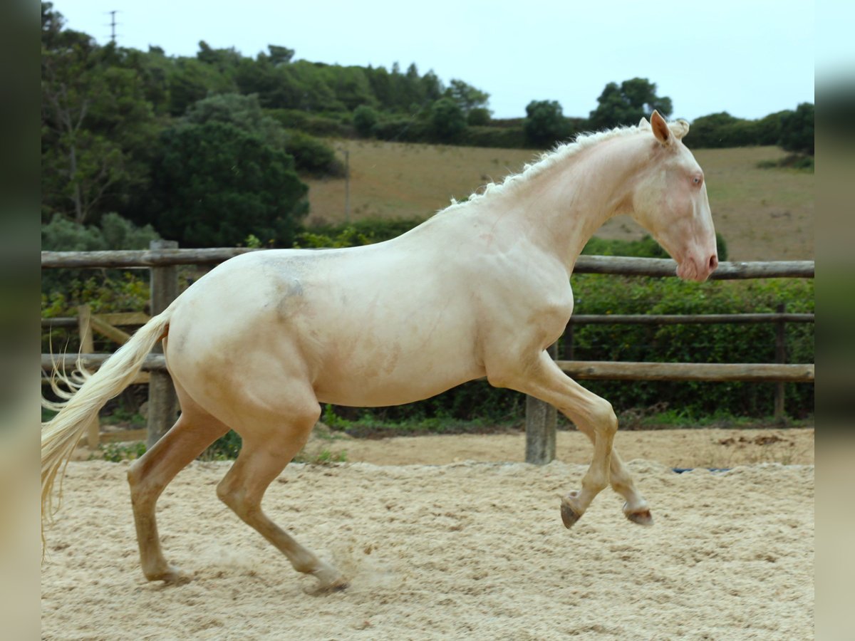 Lusitanien Étalon 3 Ans 167 cm Cremello in Ribamar