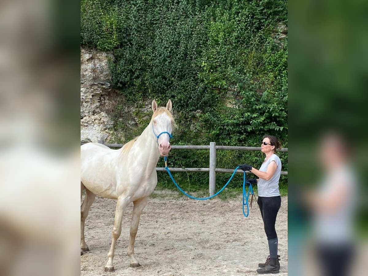 Lusitanien Étalon 3 Ans 168 cm Cremello in Sonchamp