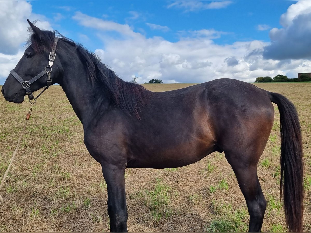 Lusitanien Étalon 3 Ans Bai in Steinsberg