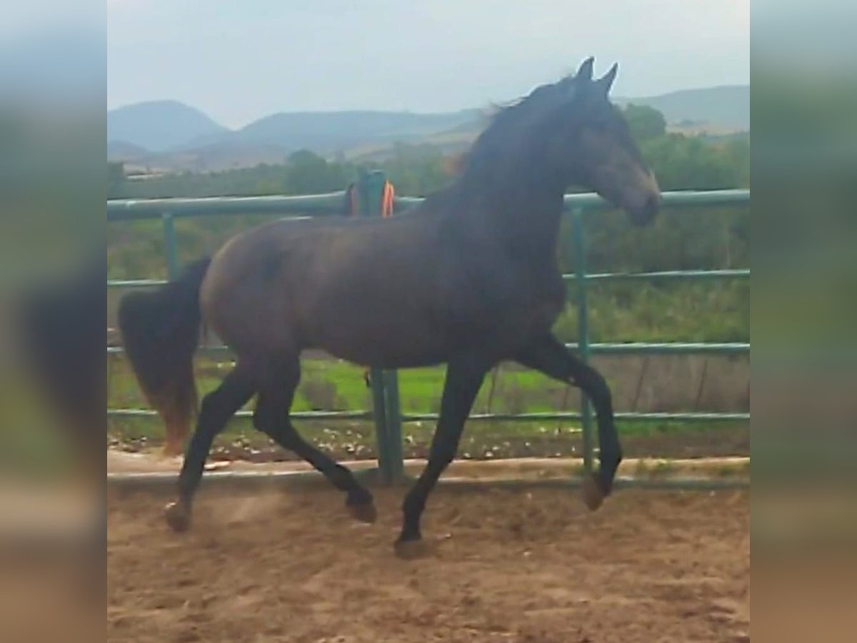 Lusitanien Étalon 3 Ans in Chiclana de la Frontera