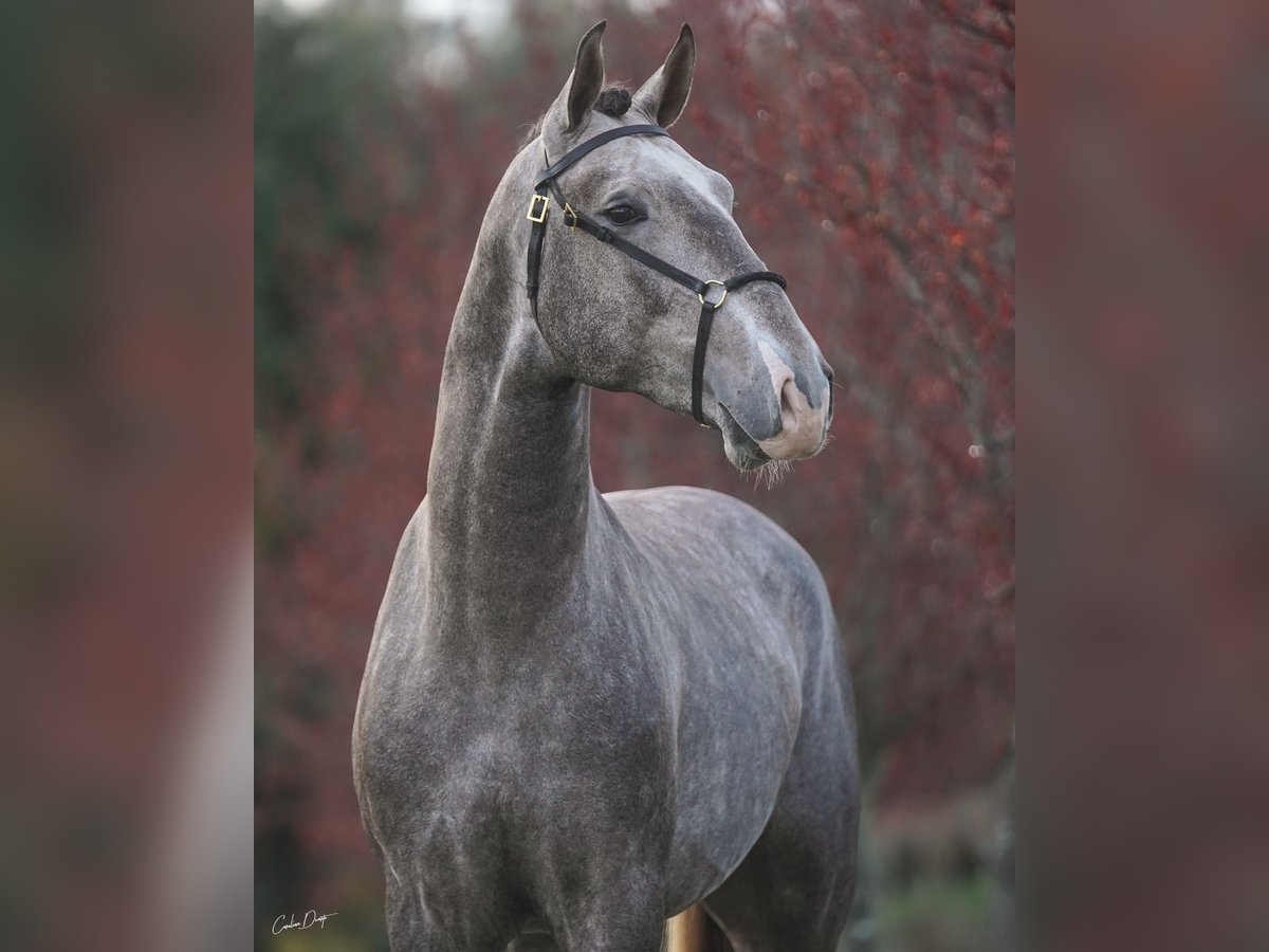 Lusitanien Étalon 3 Ans Gris in Porto