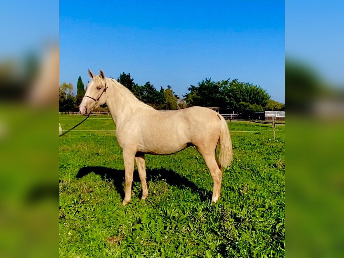 Lusitanien Étalon 3 Ans Palomino in Le Cailar