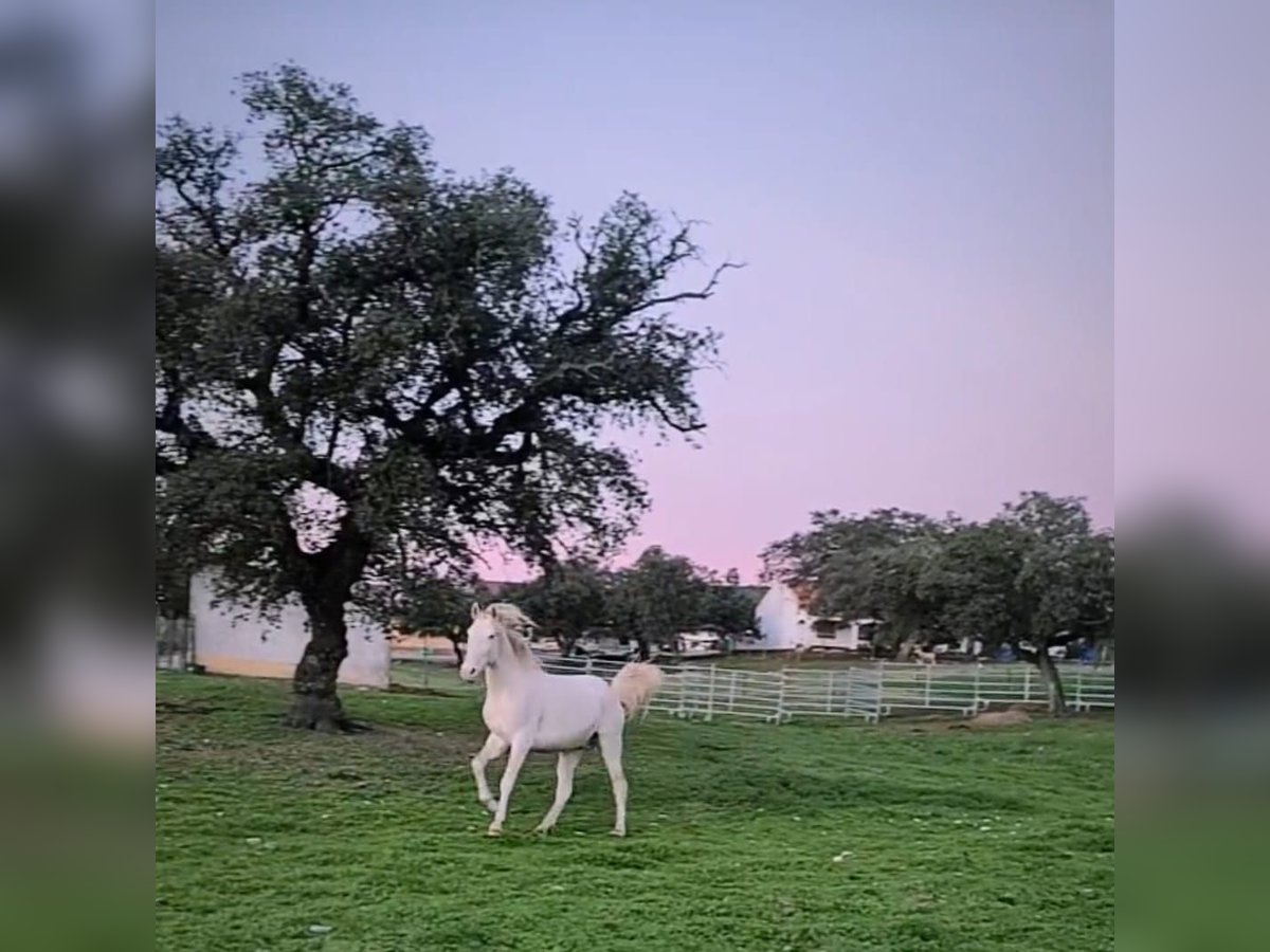 Lusitanien Étalon 4 Ans 150 cm Cremello in Ferradura Nova