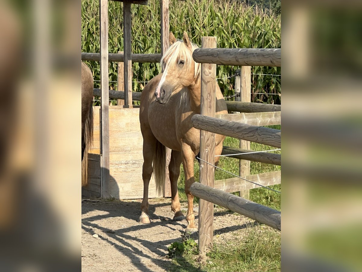 Lusitanien Étalon 4 Ans 152 cm Palomino in Oberentfelden